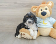 8 week old Mini Bernedoodle Puppy For Sale - Windy City Pups