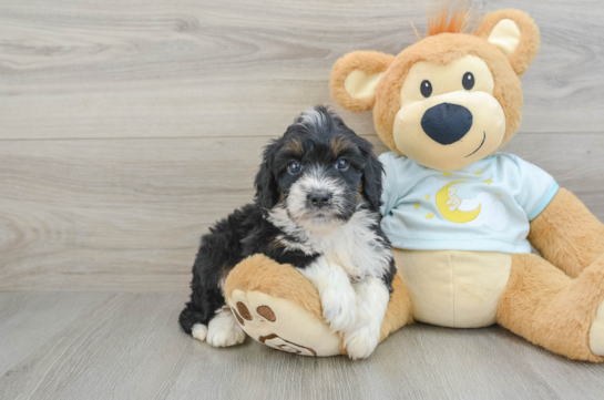 Mini Bernedoodle Pup Being Cute