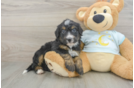 Mini Bernedoodle Puppy for Adoption