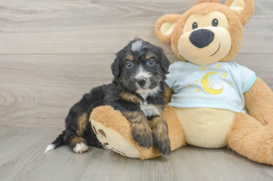 Mini Bernedoodle Puppy for Adoption