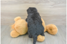 Little Bernadoodle Poodle Mix Puppy