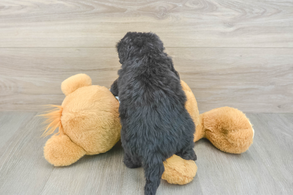 Little Bernadoodle Poodle Mix Puppy