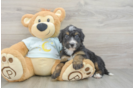 Best Mini Bernedoodle Baby