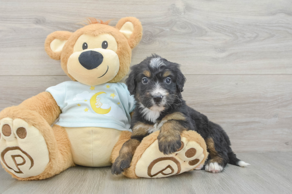 Best Mini Bernedoodle Baby