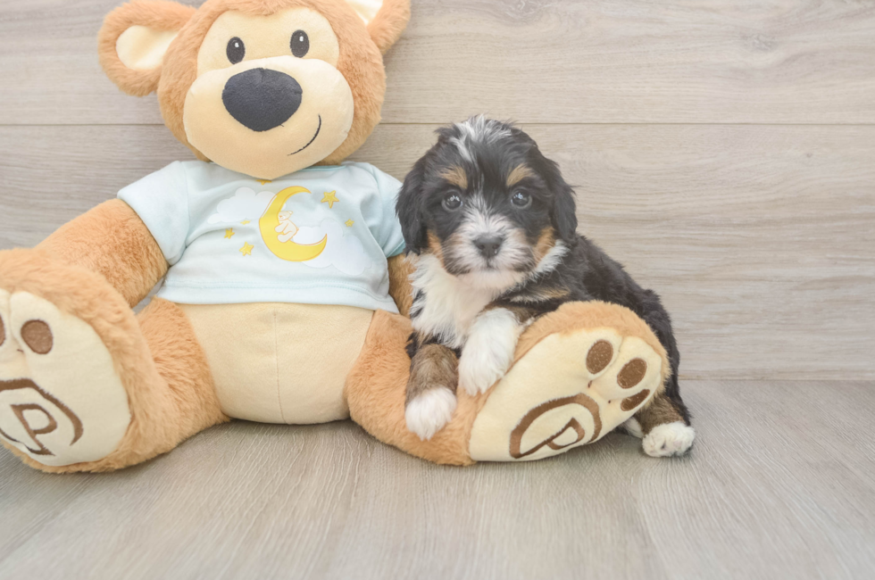 6 week old Mini Bernedoodle Puppy For Sale - Windy City Pups
