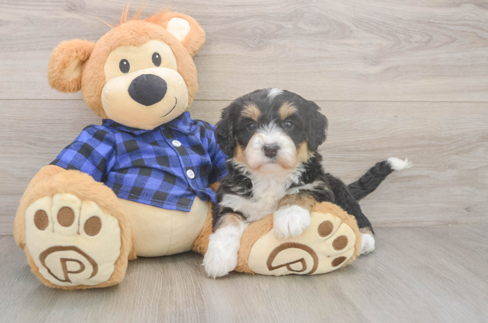 5 week old Mini Bernedoodle Puppy For Sale - Windy City Pups