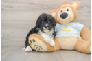 Friendly Mini Bernedoodle Baby