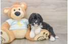 Best Mini Bernedoodle Baby