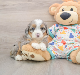 6 week old Mini Bernedoodle Puppy For Sale - Windy City Pups