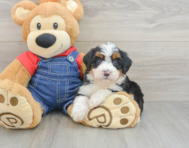 7 week old Mini Bernedoodle Puppy For Sale - Windy City Pups