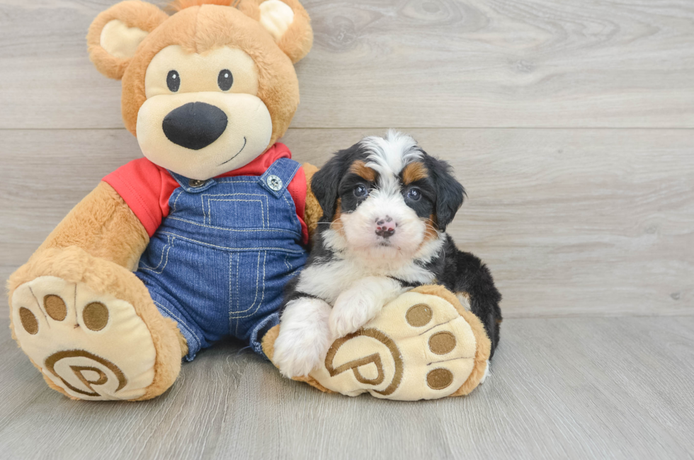5 week old Mini Bernedoodle Puppy For Sale - Windy City Pups