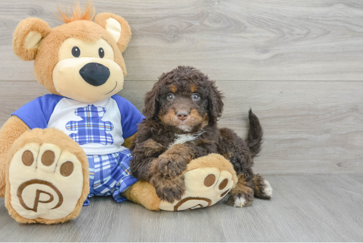 Best Mini Bernedoodle Baby