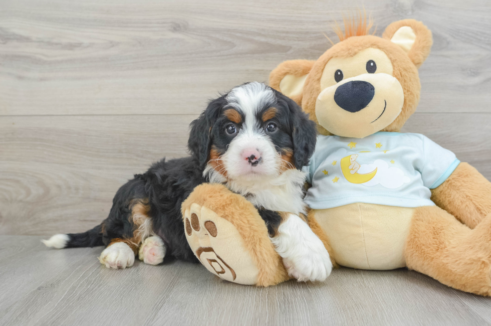 7 week old Mini Bernedoodle Puppy For Sale - Windy City Pups