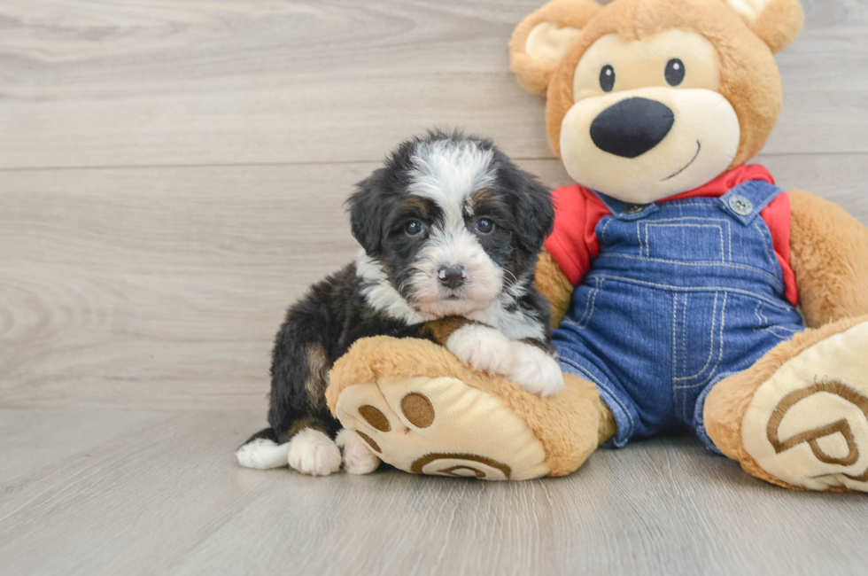 5 week old Mini Bernedoodle Puppy For Sale - Windy City Pups