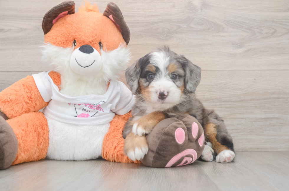 6 week old Mini Bernedoodle Puppy For Sale - Windy City Pups