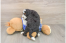 Mini Bernedoodle Puppy for Adoption