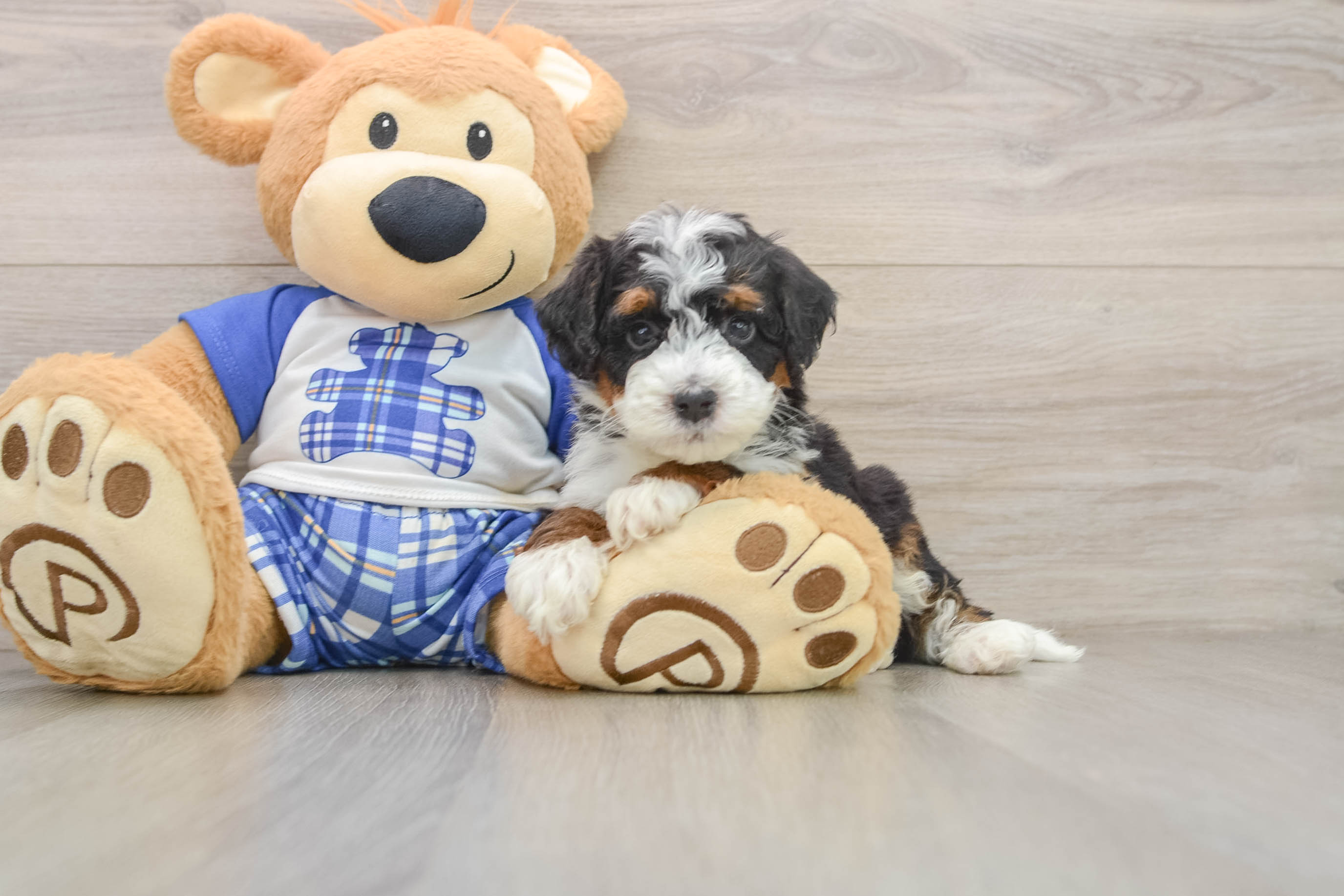 Adorable Mini Bernadoodle Poodle Mix Puppy