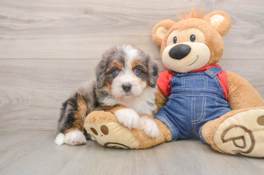 DILLON, a Mini Bernedoodle littermate
