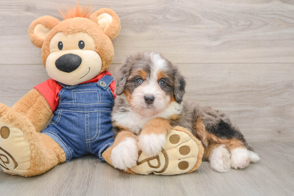 Happy Mini Bernedoodle Baby