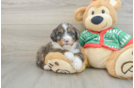 Mini Bernedoodle Puppy for Adoption