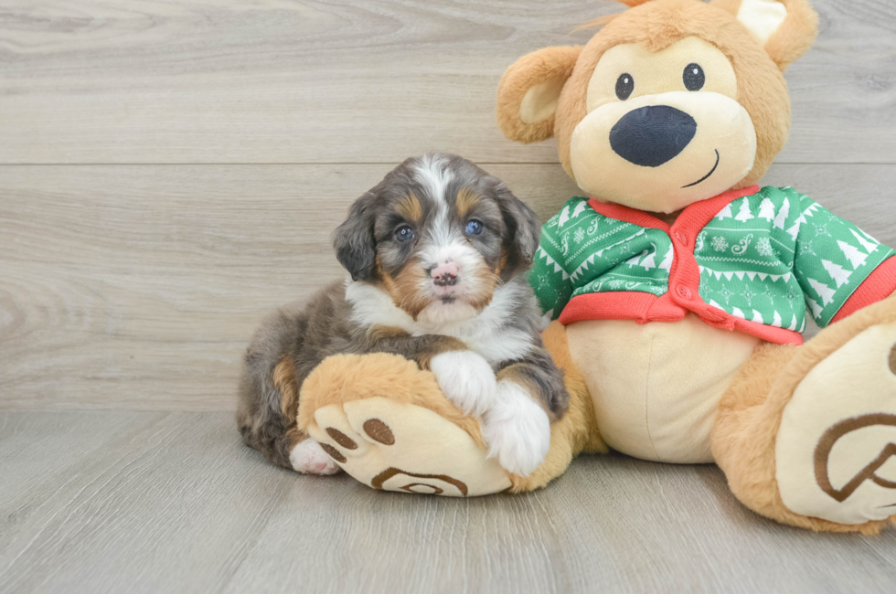 5 week old Mini Bernedoodle Puppy For Sale - Windy City Pups