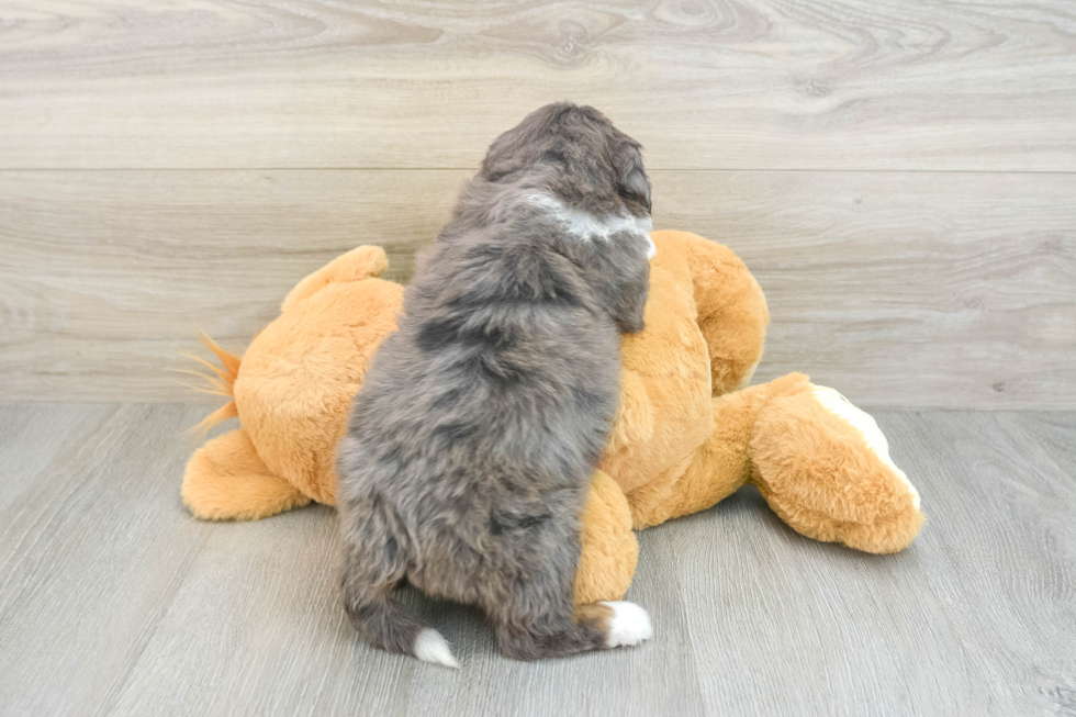 Best Mini Bernedoodle Baby