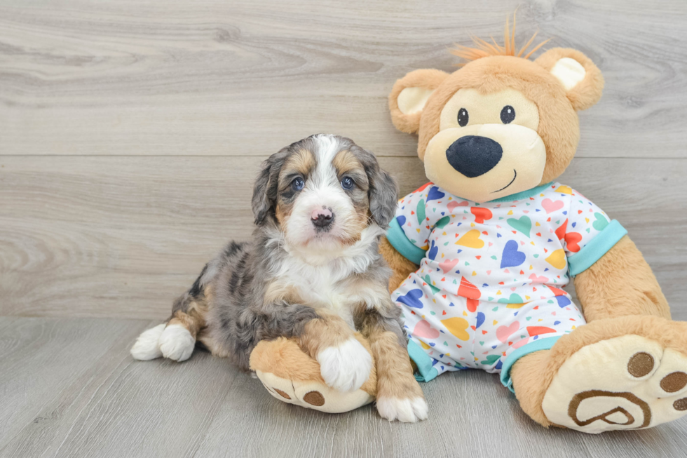 Mini Bernedoodle Pup Being Cute