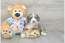 Friendly Mini Bernedoodle Baby