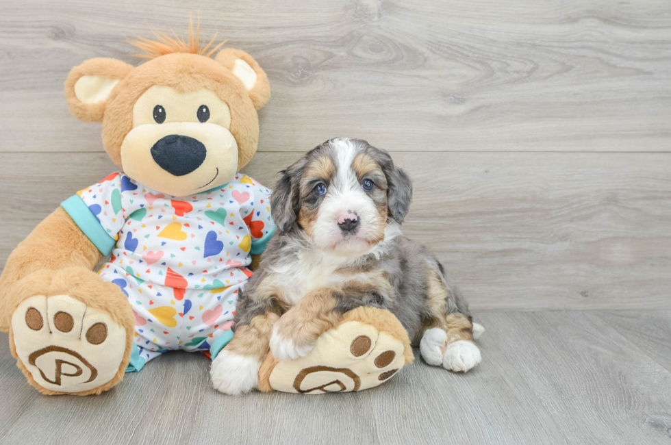 6 week old Mini Bernedoodle Puppy For Sale - Windy City Pups