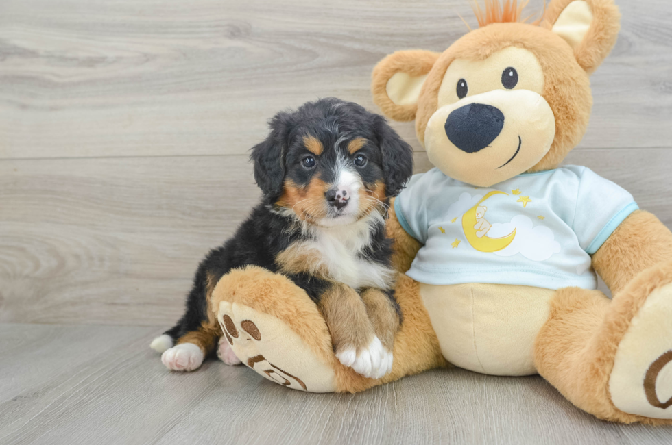 7 week old Mini Bernedoodle Puppy For Sale - Windy City Pups