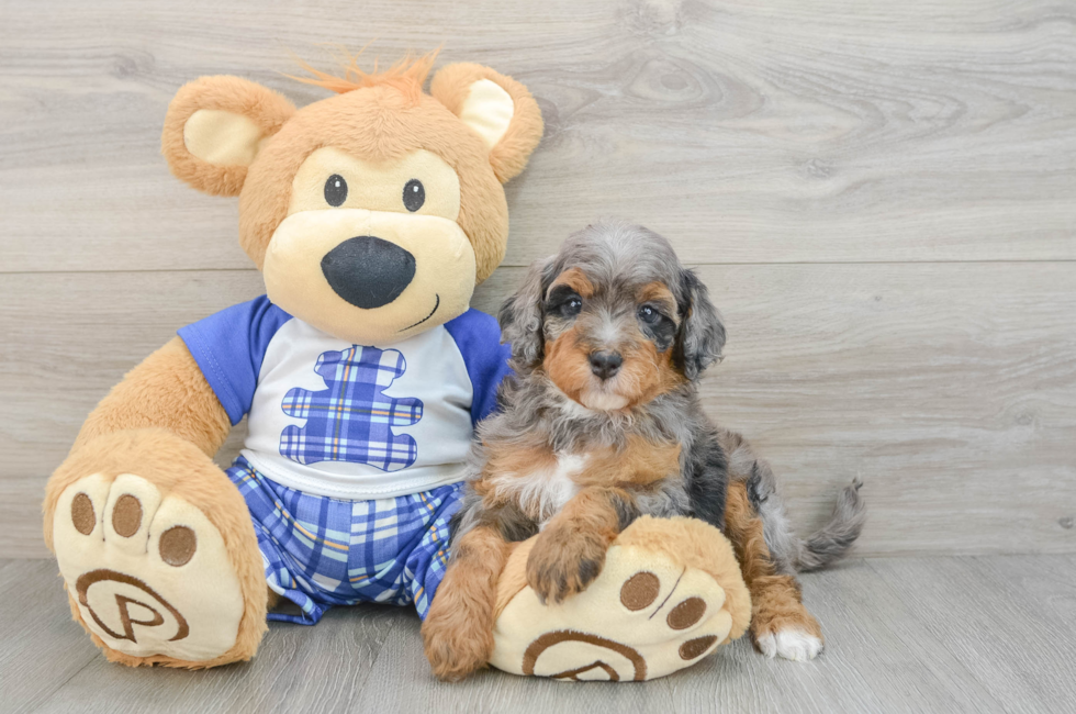 6 week old Mini Bernedoodle Puppy For Sale - Windy City Pups