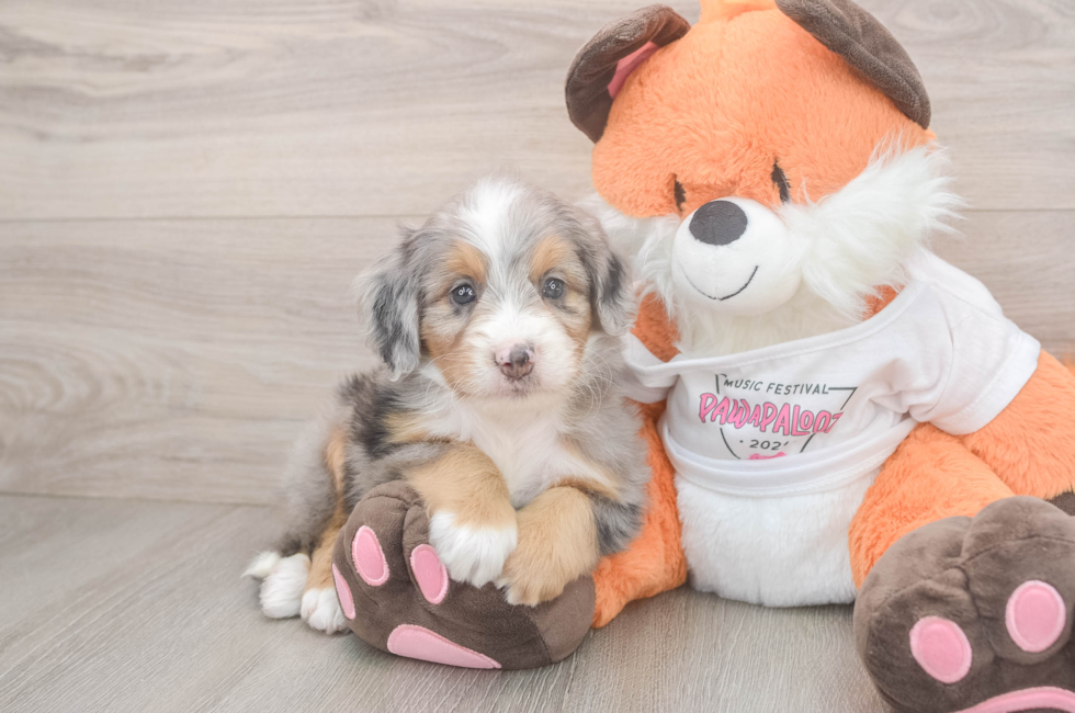 6 week old Mini Bernedoodle Puppy For Sale - Windy City Pups