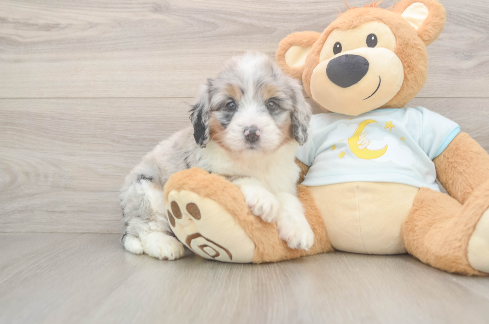 6 week old Mini Bernedoodle Puppy For Sale - Windy City Pups