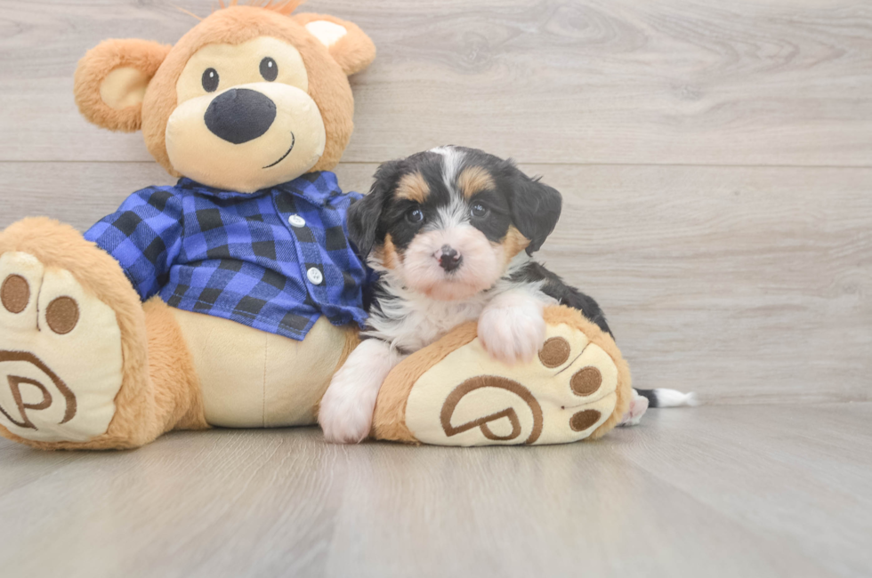 5 week old Mini Bernedoodle Puppy For Sale - Windy City Pups