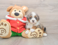 5 week old Mini Bernedoodle Puppy For Sale - Windy City Pups