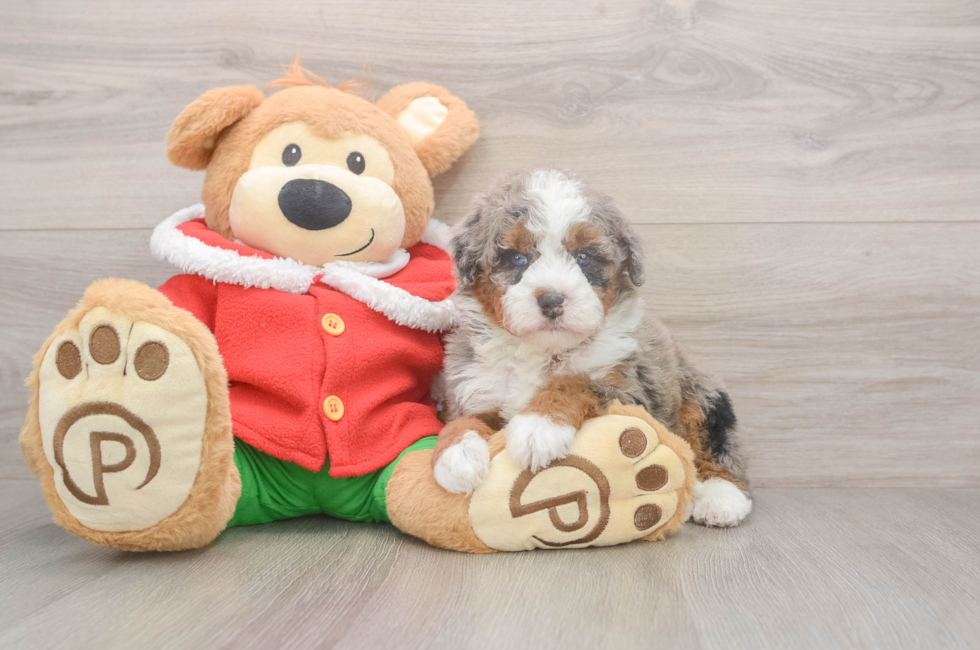 5 week old Mini Bernedoodle Puppy For Sale - Windy City Pups