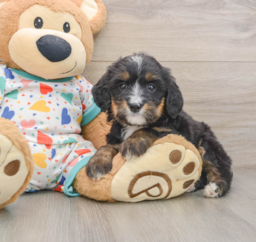 6 week old Mini Bernedoodle Puppy For Sale - Windy City Pups