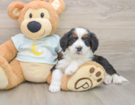 8 week old Mini Bernedoodle Puppy For Sale - Windy City Pups