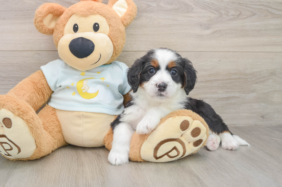 Energetic Bernese Doodle Poodle Mix Puppy