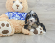 8 week old Mini Bernedoodle Puppy For Sale - Windy City Pups