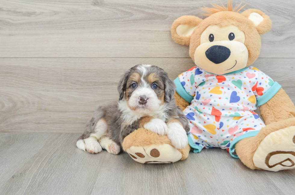 6 week old Mini Bernedoodle Puppy For Sale - Windy City Pups