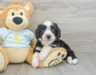 9 week old Mini Bernedoodle Puppy For Sale - Windy City Pups