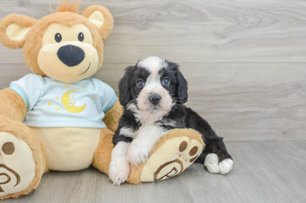 6 week old Mini Bernedoodle Puppy For Sale - Windy City Pups