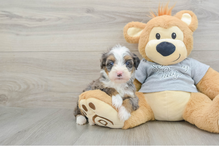 Cute Mini Bernedoodle Baby