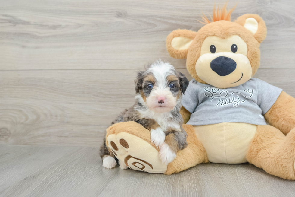 Cute Mini Bernedoodle Baby