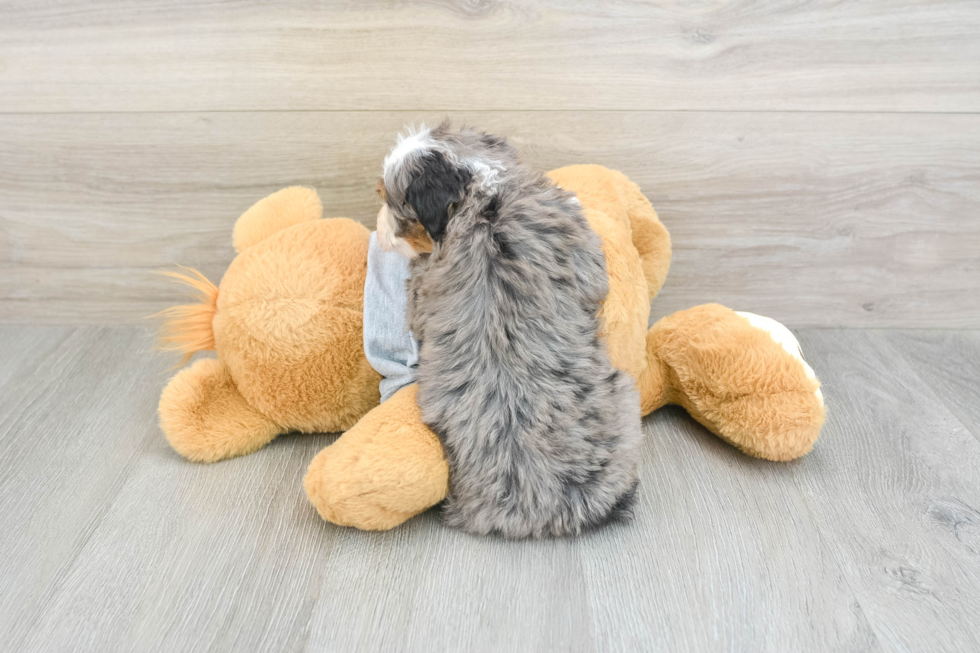 Best Mini Bernedoodle Baby