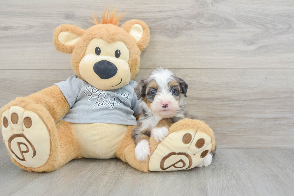 Hypoallergenic Mini Bernesepoo Poodle Mix Puppy