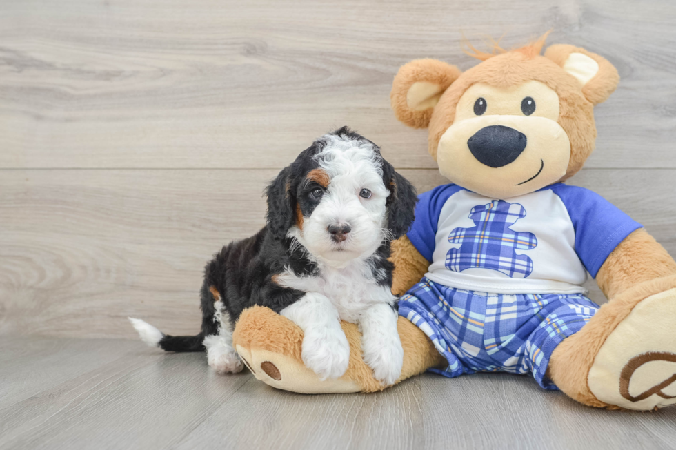 Mini Bernedoodle Puppy for Adoption