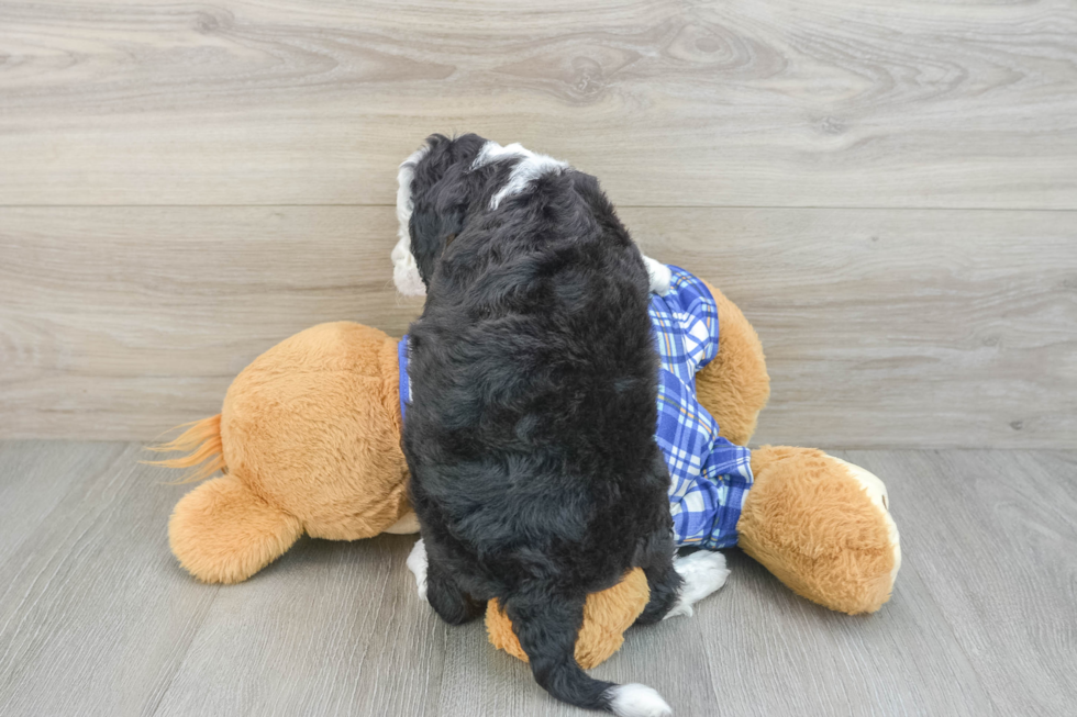 Fluffy Mini Bernedoodle Poodle Mix Pup