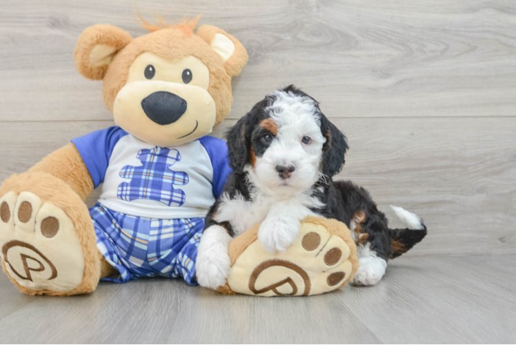 Best Mini Bernedoodle Baby